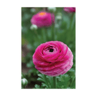 Ranunculus Flower Seeds Packet - Chive UK