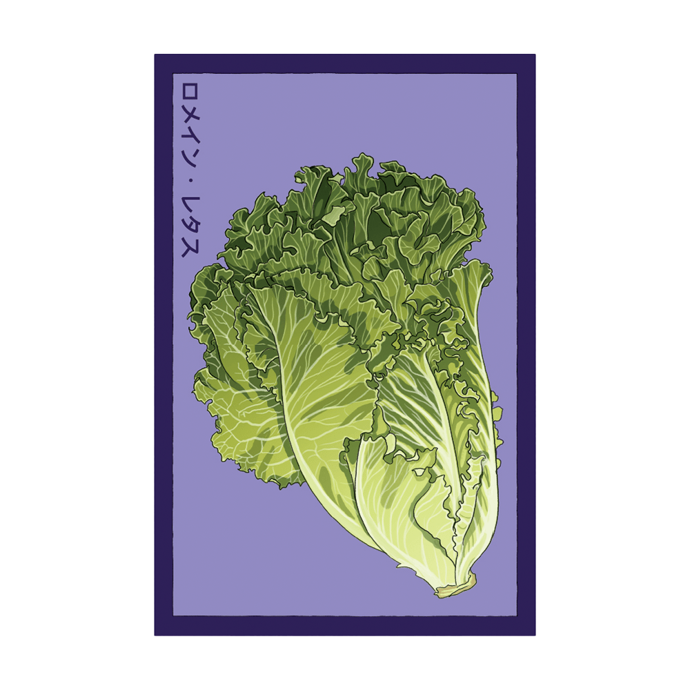 Romaine Lettuce Vegetable Seeds Packet - Chive UK