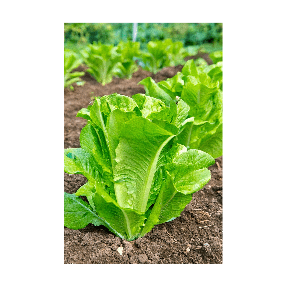 Romaine Lettuce Vegetable Seeds Packet - Chive UK