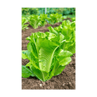 Romaine Lettuce Vegetable Seeds Packet - Chive UK