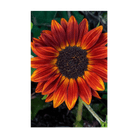 Red Sunflower Flower Seeds Packet - Chive UK