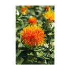 Safflower Flower Seeds Packet - Chive UK