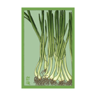 Scallions Vegetable Seeds Packet - Chive UK