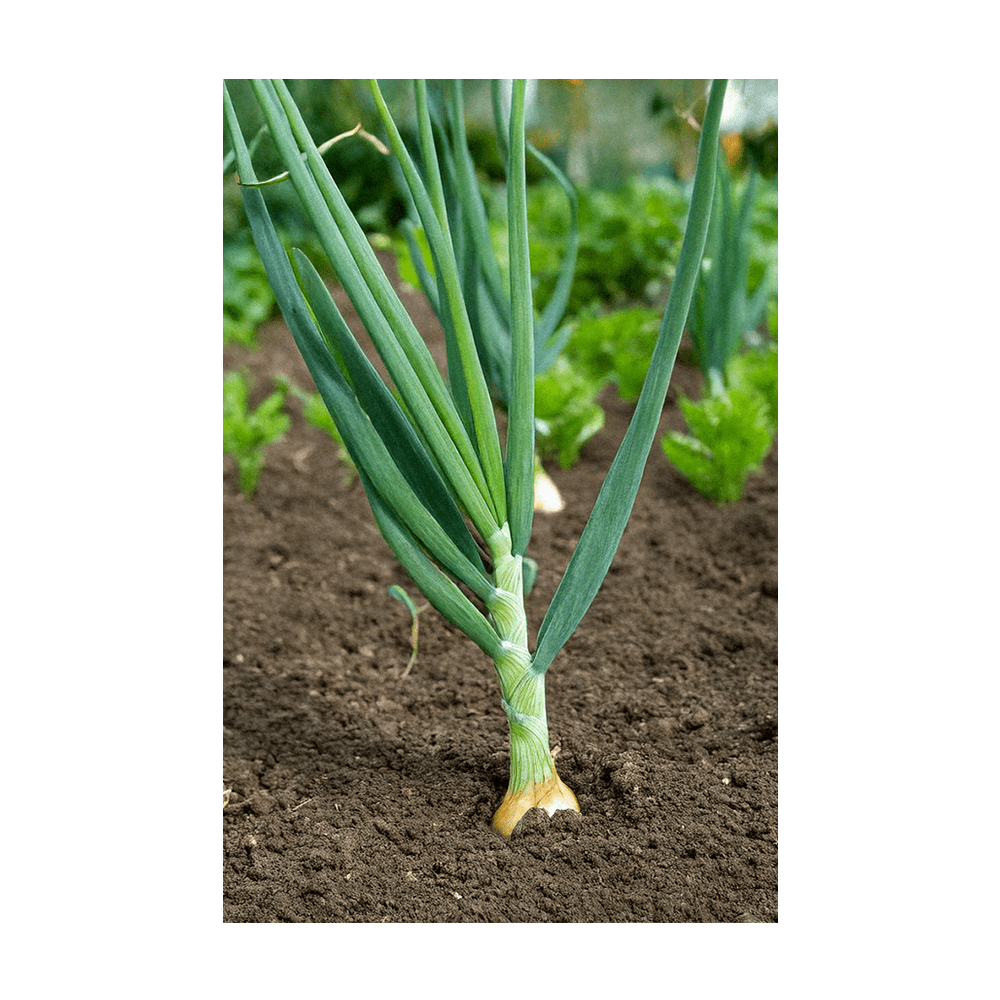 Scallions Vegetable Seeds Packet - Chive UK