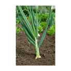 Scallions Vegetable Seeds Packet - Chive UK