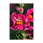 Snapdragon Flower Seeds Packet - Chive UK