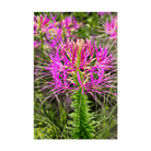 Spiderflower Flower Seeds Packet - Chive UK