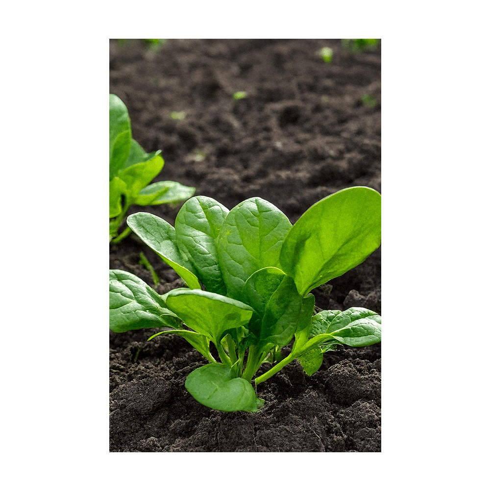 Spinach Vegetable Seeds Packet - Chive UK