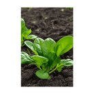 Spinach Vegetable Seeds Packet - Chive UK