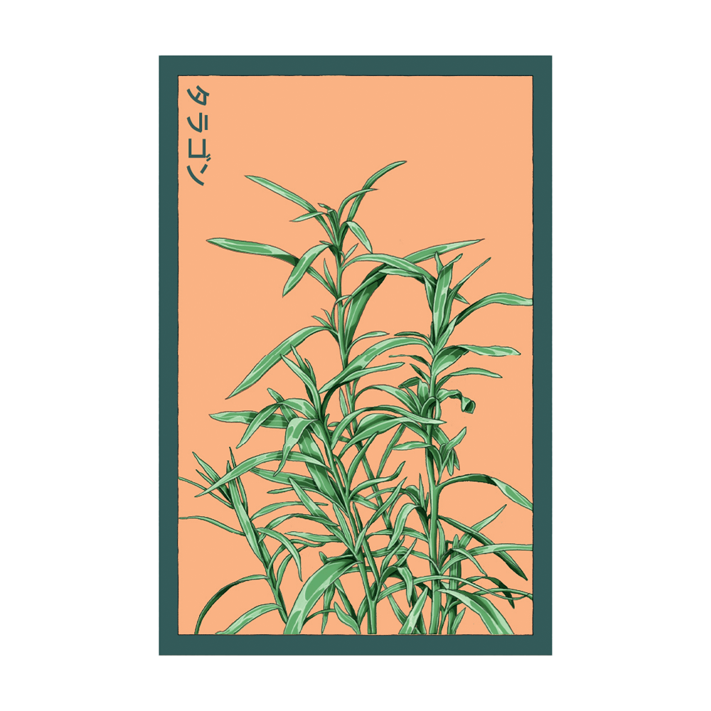 Tarragon Herb Seeds Packet - Chive UK