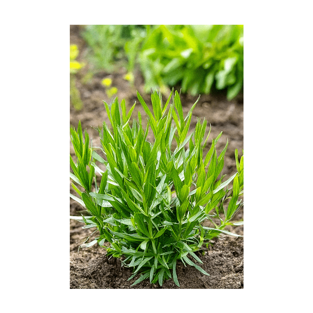 Tarragon Herb Seeds Packet - Chive UK