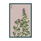 Thyme Herb Seeds Packet - Chive UK