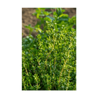 Thyme Herb Seeds Packet - Chive UK