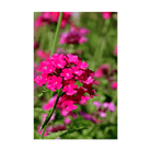 Verbena Flower Seeds Packet - Chive UK