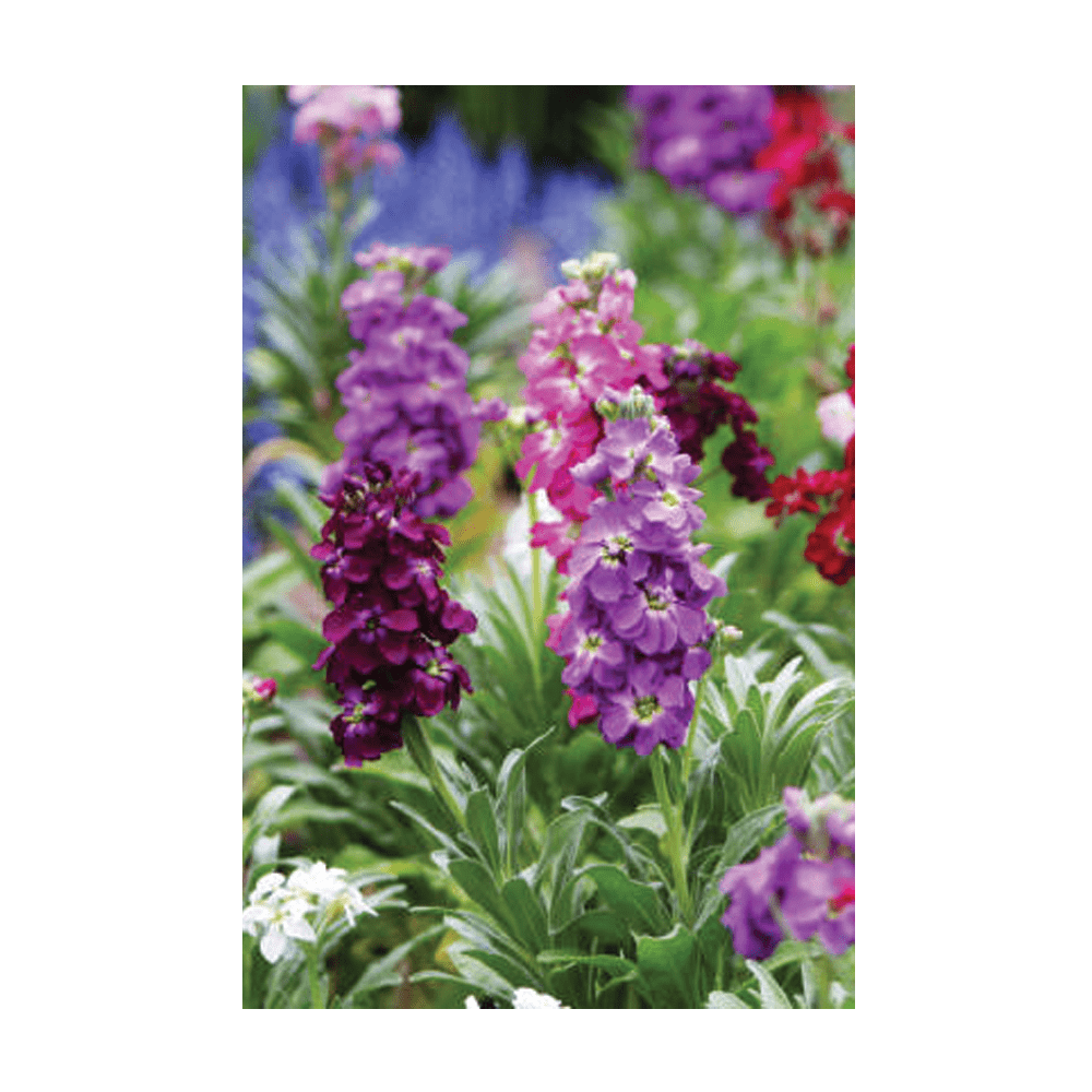 Gilly Flower Seeds Packet - Chive UK