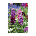 Gilly Flower Seeds Packet - Chive UK