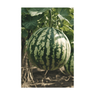 Watermelon Seeds Packet - Chive UK