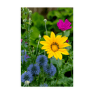 Wildflowers Flower Seeds Packet - Chive UK