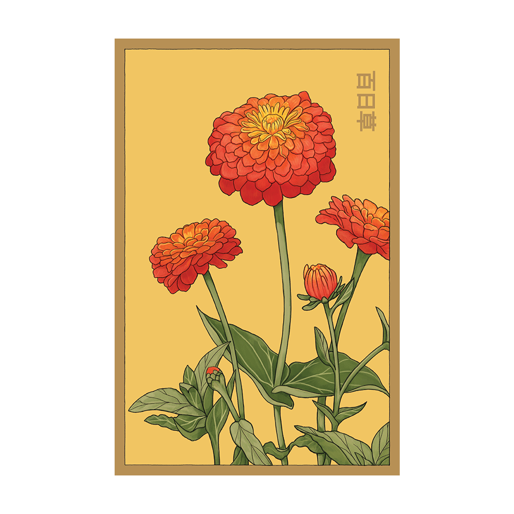 Zinnia Flower Seeds Packet - Chive UK