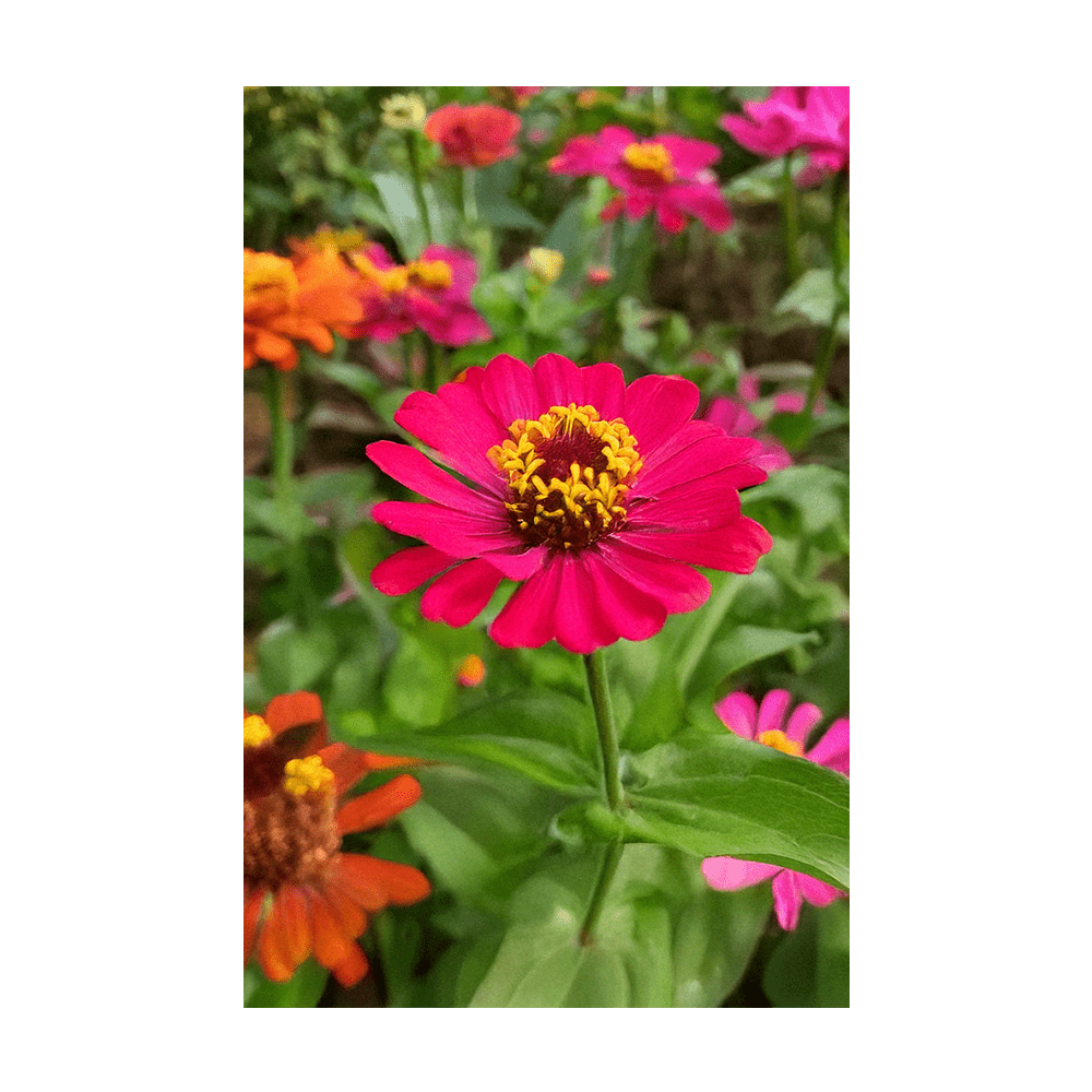 Zinnia Flower Seeds Packet - Chive UK