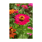 Zinnia Flower Seeds Packet - Chive UK