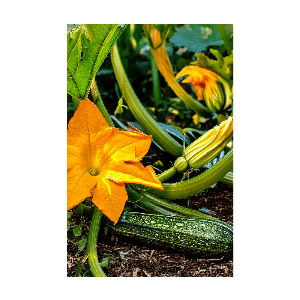 Zucchini Vegetable Seeds Packet - Chive UK