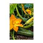 Zucchini Vegetable Seeds Packet - Chive UK