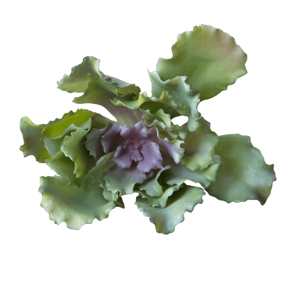Succulents Fake Faux Lifelike Decorative Things - Chive UK