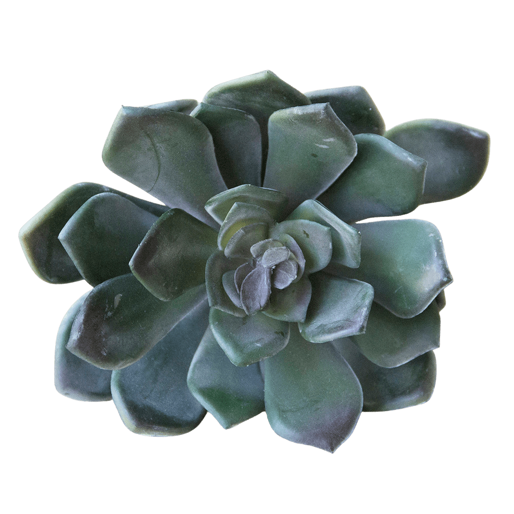 Succulents Fake Faux Lifelike Decorative Things - Chive UK