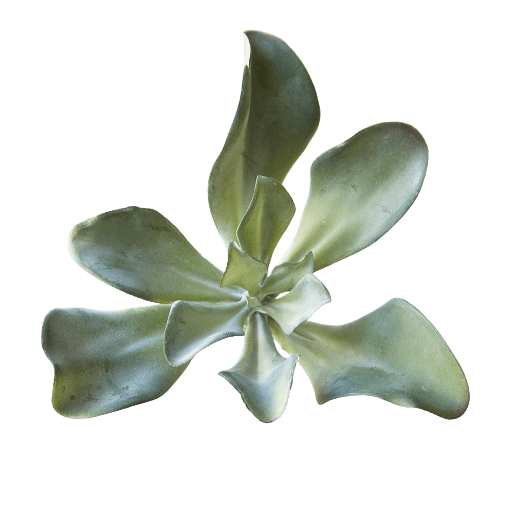 Succulents Fake Faux Lifelike Decorative Things - Chive UK