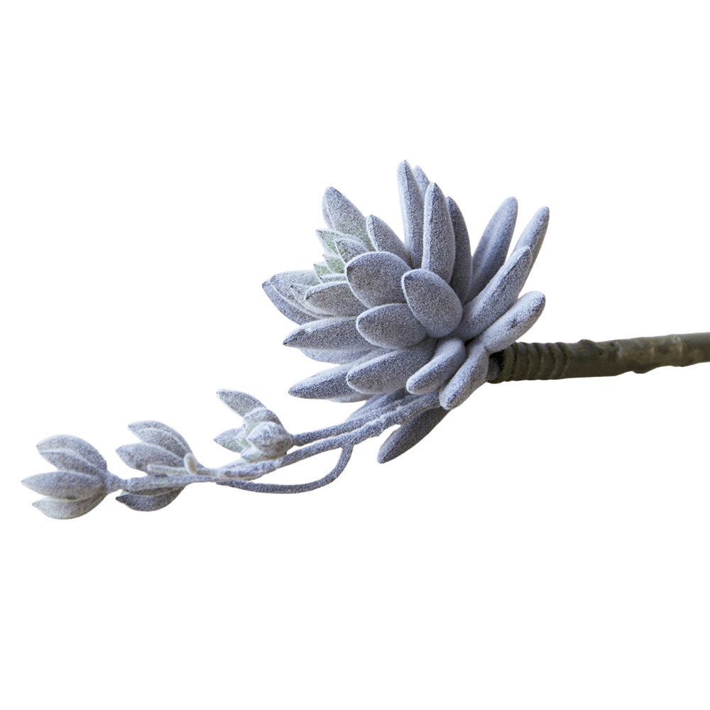 Succulents Fake Faux Lifelike Decorative Things - Chive UK