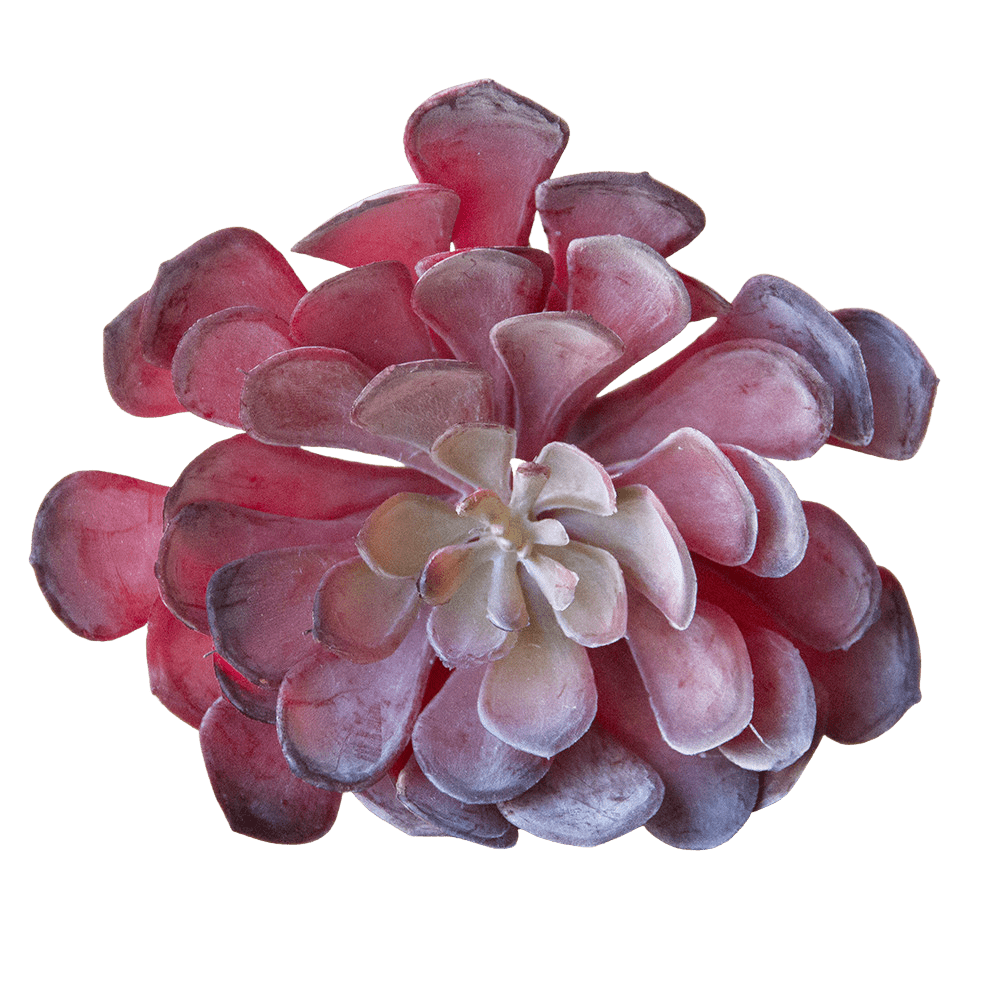 Succulents Fake Faux Lifelike Decorative Things - Chive UK