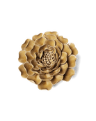 Caramel Charm Peony - Chive UK