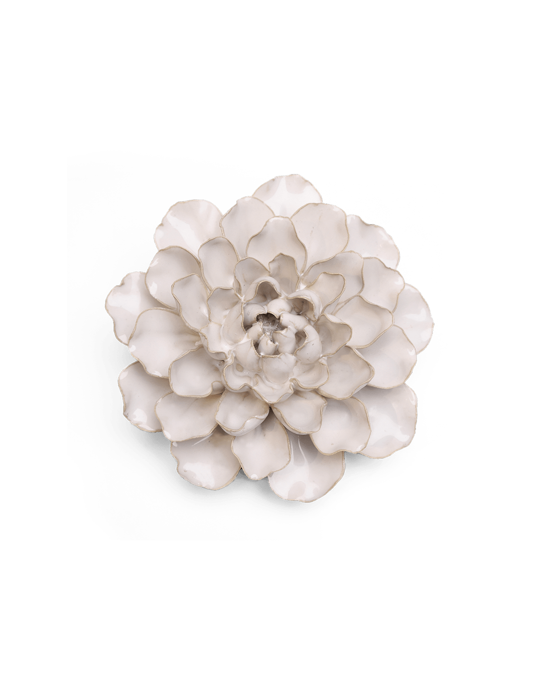 Ivory European Water Lily - Chive UK