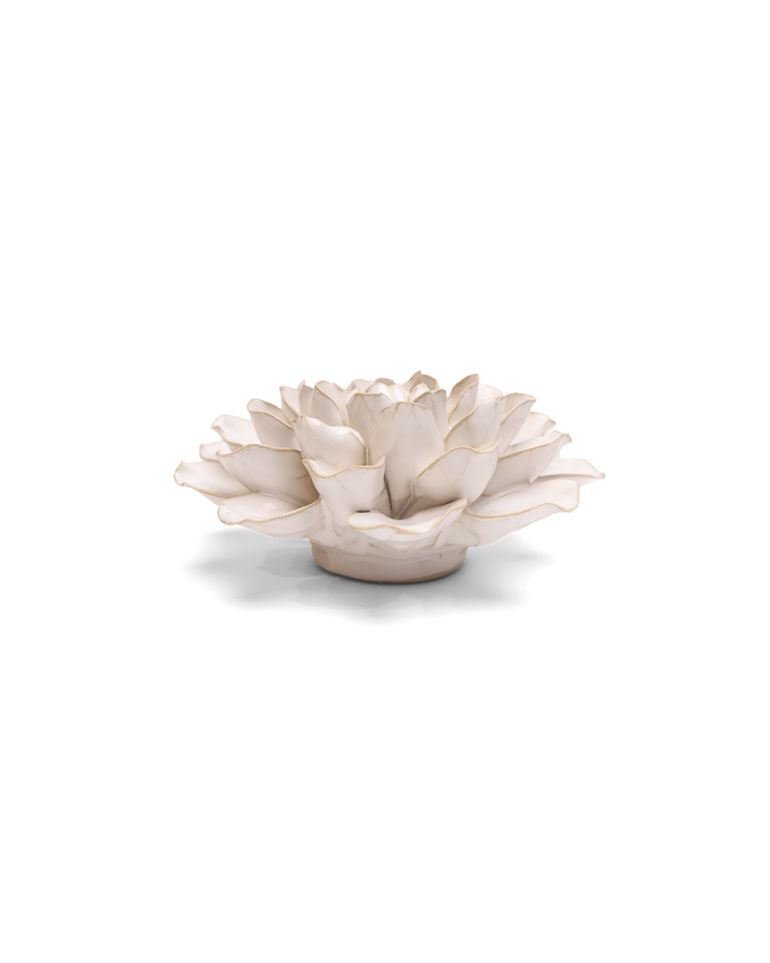 Ivory European Water Lily - Chive UK