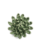 Jade Green Succulent - Chive UK
