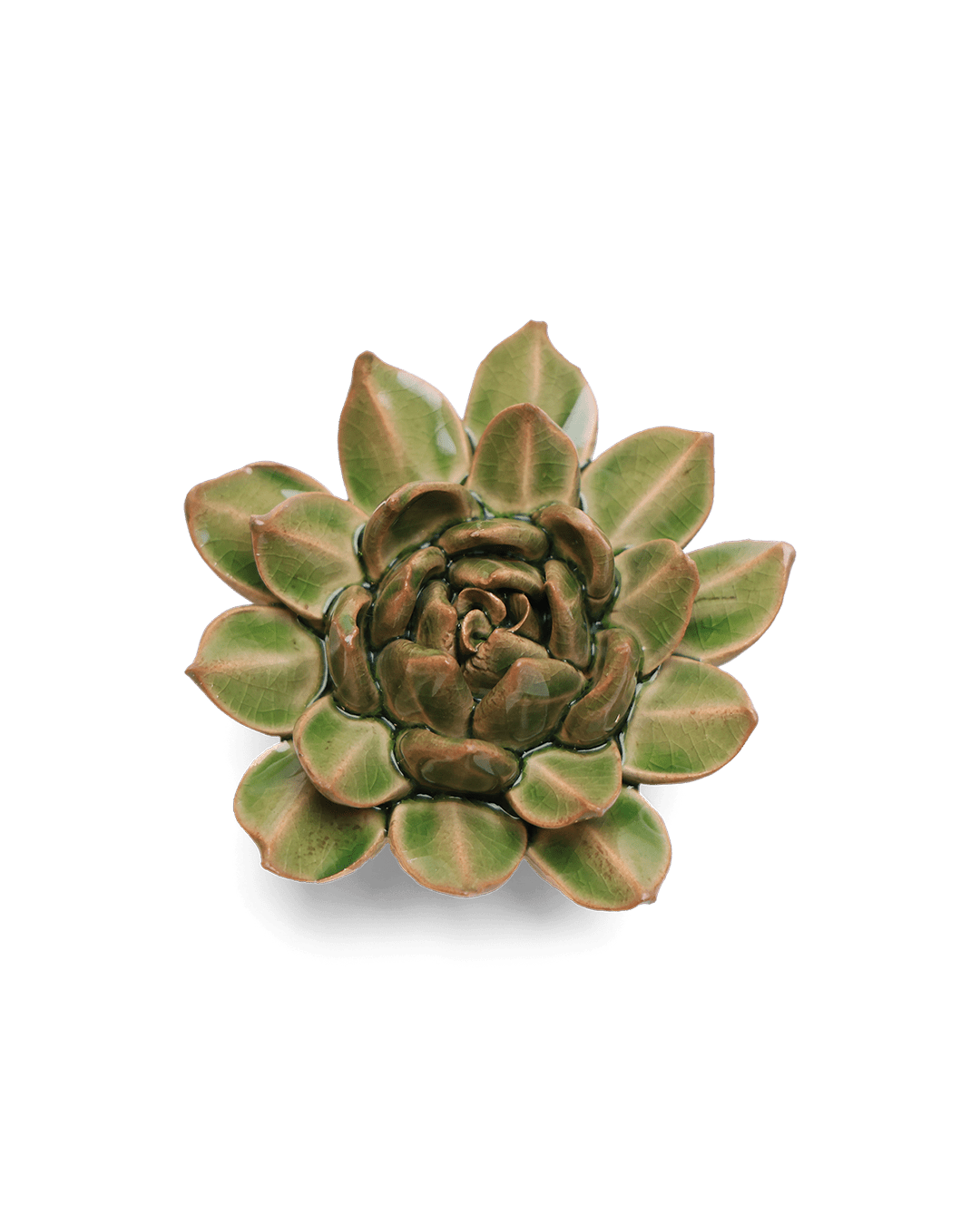 Avocado Green Firecracker Succulent - Chive UK