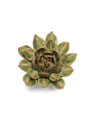 Avocado Green Firecracker Succulent - Chive UK