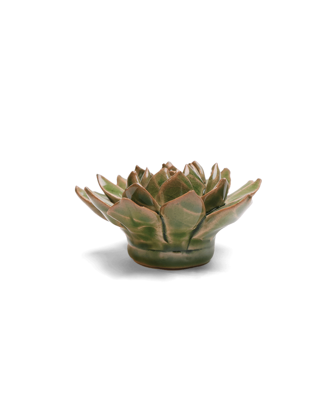 Avocado Green Firecracker Succulent - Chive UK