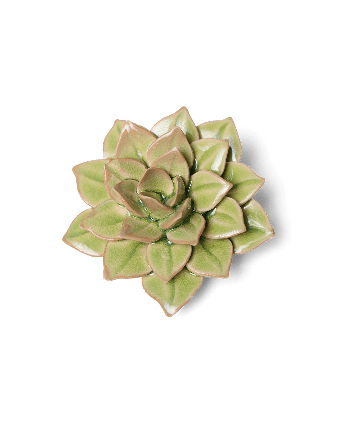 Peridot Green Fairy Echeveria - Chive UK