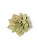 Peridot Green Fairy Echeveria - Chive UK
