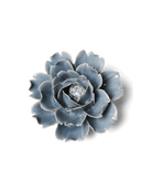 Pastel Blue Rose - Chive UK