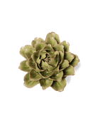 Peridot Comanche Peony - Chive UK