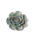 Powder Blue Amandine Ranunculus - Chive UK