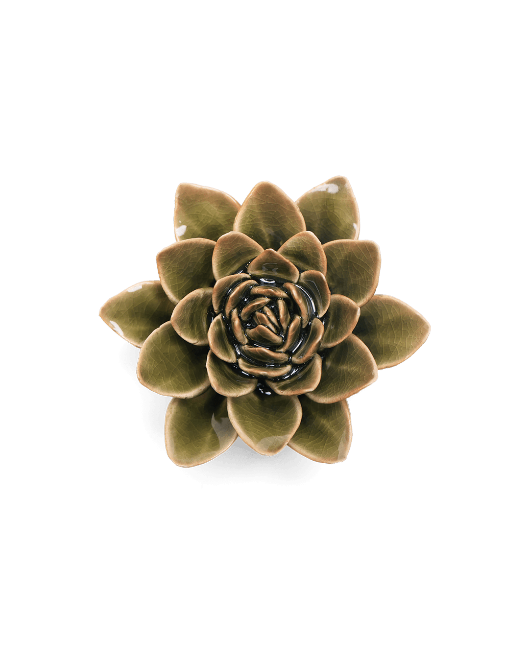 Olive Green Echeveria - Chive UK