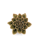 Olive Green Echeveria - Chive UK