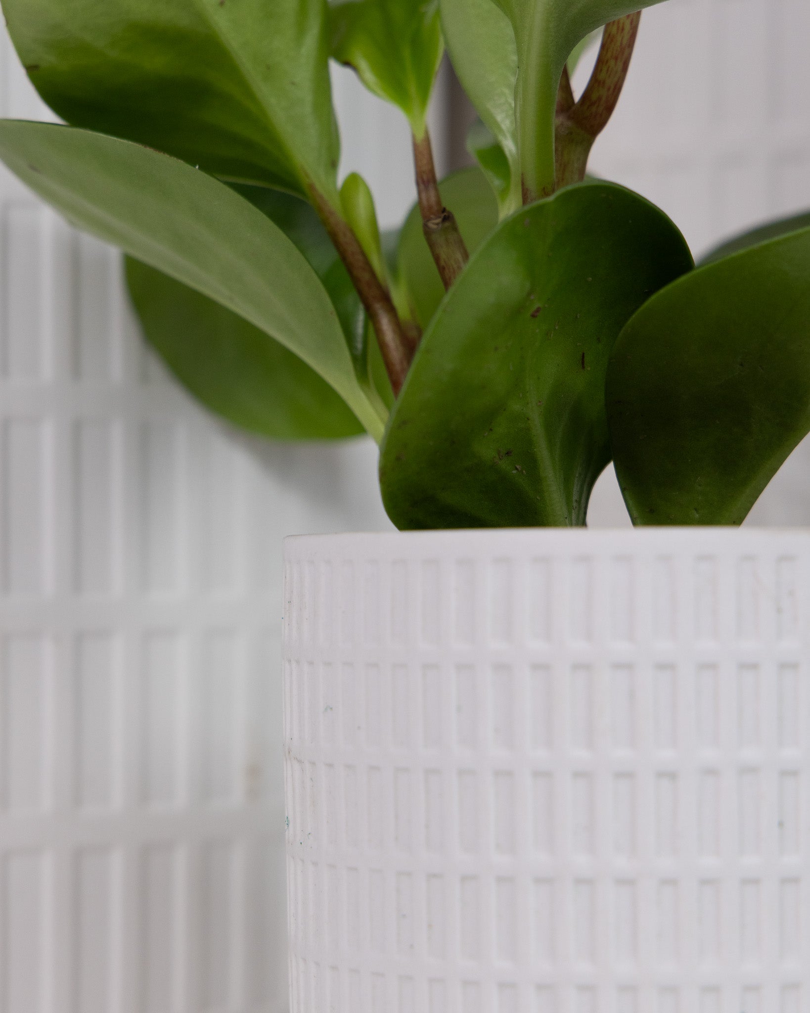 Virago 5" Porcelain Pot With Drainage Hole And Saucer - Chive UK