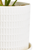 Virago 3.5" Porcelain Pot With Drainage Hole And Saucer - Chive UK