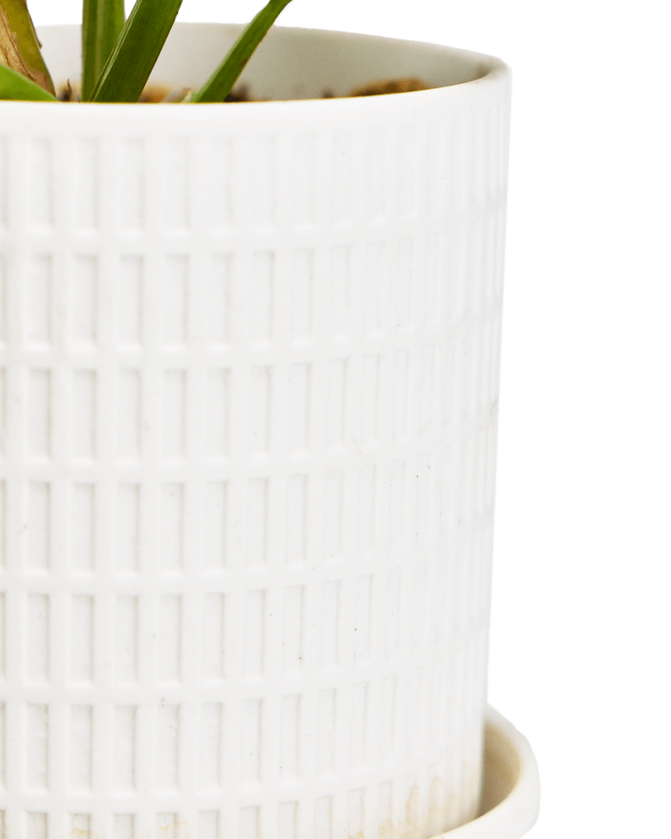 Virago 3.5" Porcelain Pot With Drainage Hole And Saucer - Chive UK