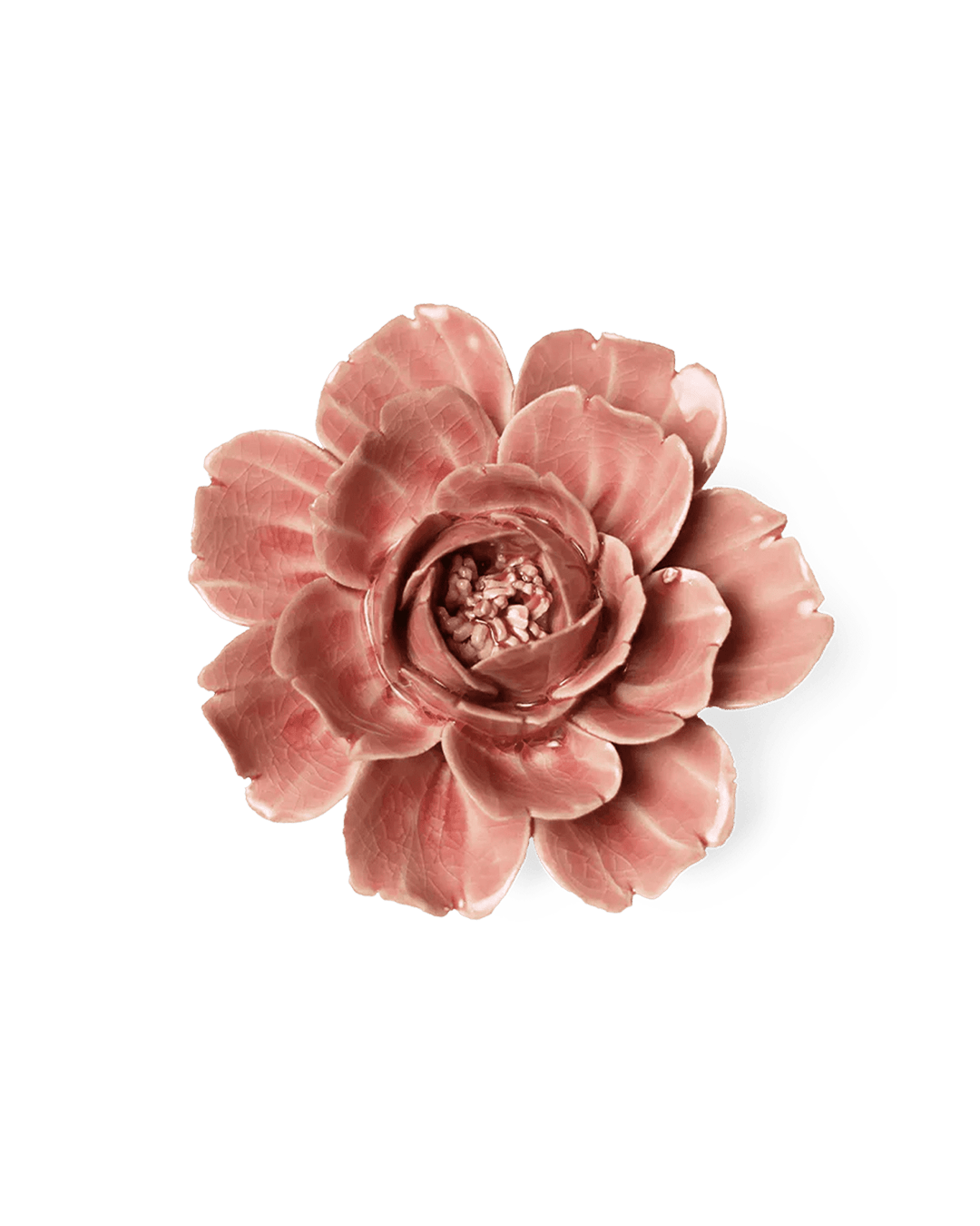 Champagne Pink Rose - Chive UK